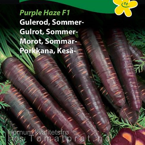 Gulrot, sommergulrot "Purple Haze" F1