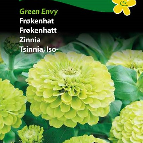 Sinnia  "Green Envy"