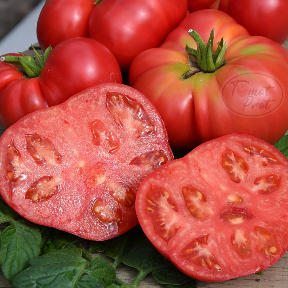 Tomate Brandywine Sudduth's Strain