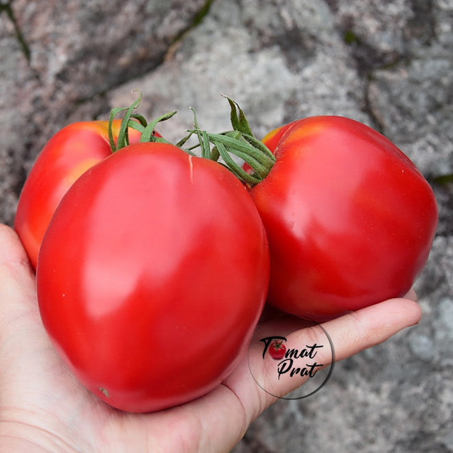 Russiske tomatsorter