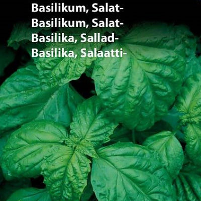 Basilikum, storbladet  "Salatbasilikum"