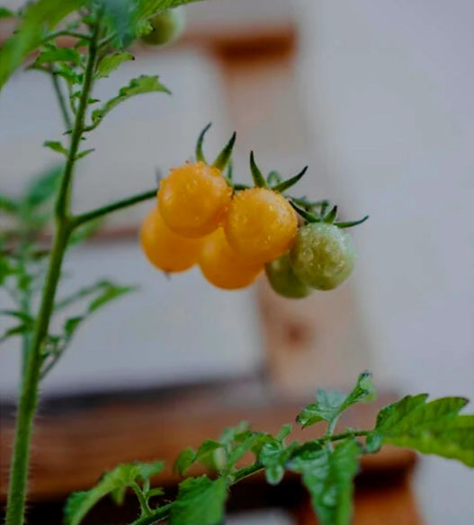 Golden Currant cherrytomat, ØKOLOGISK