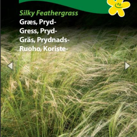 Prydgress «Silky Feathergrass»