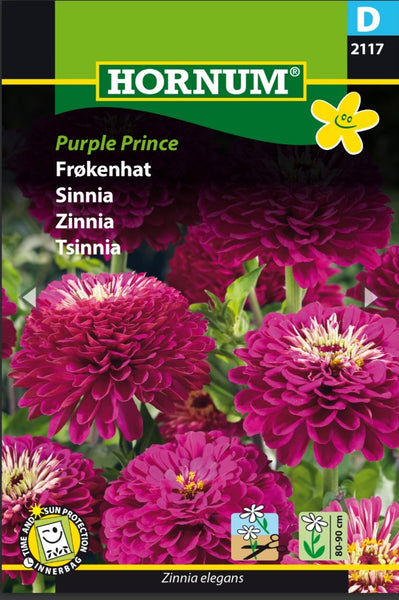 Sinnia  "Purple Prince"