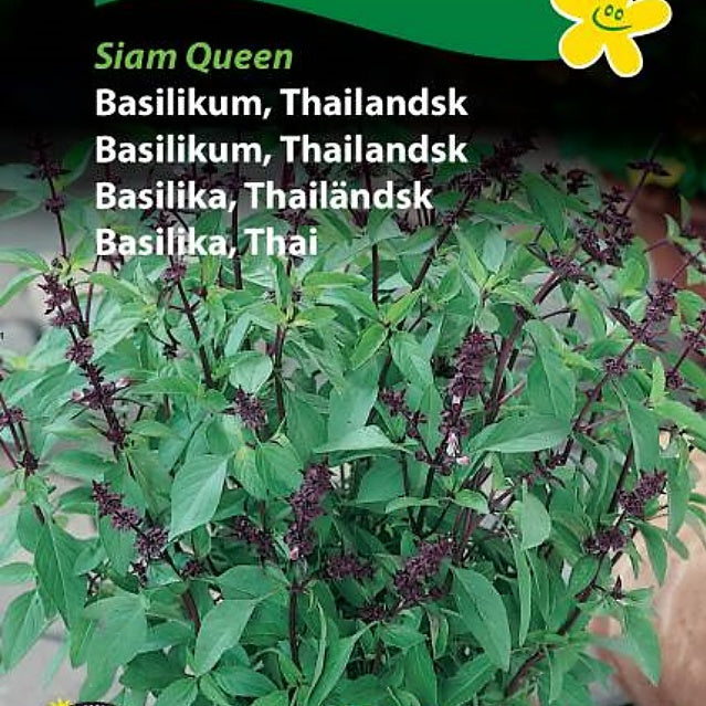 Basilikum, Thailandsk "Siam Queen"