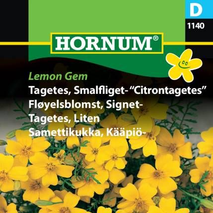 Fløyelsblomst, Sitrontagetes "Lemon Gem"