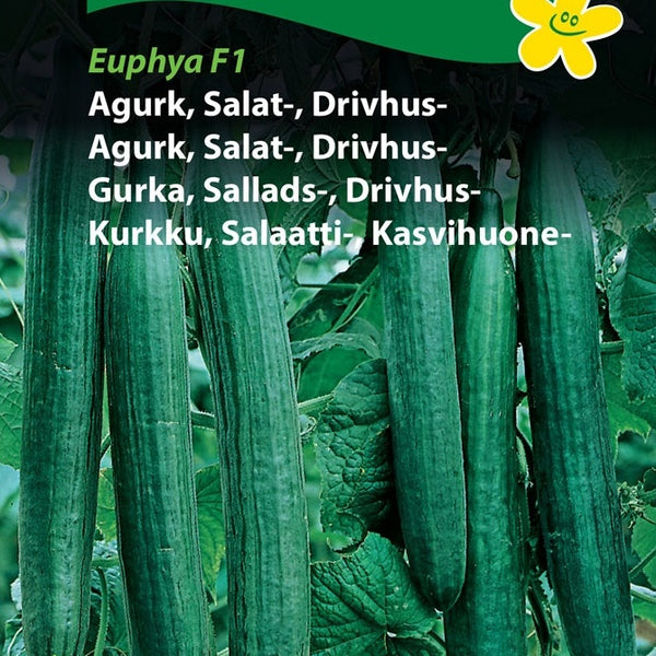 Agurk, Drivhus "Euphya" F1