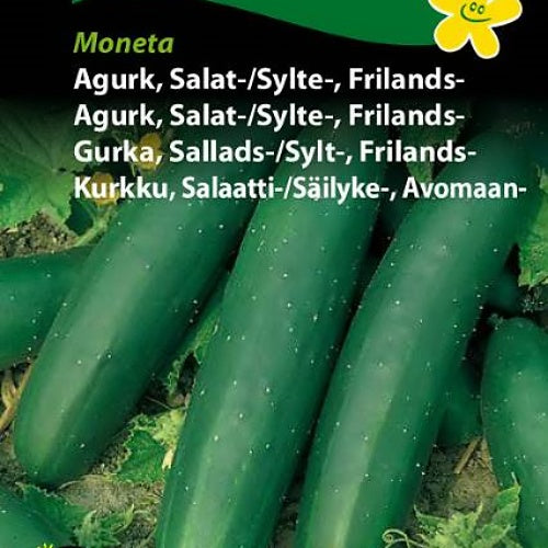 Agurk, Salat-/Sylteagurk, Friland "Moneta"