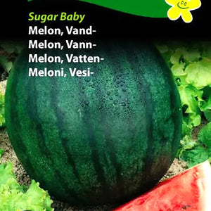 Melon, Vannmelon "Sugar Baby"