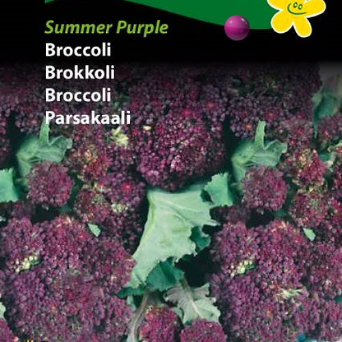 Brokkoli, Lilla  "Summer Purple"
