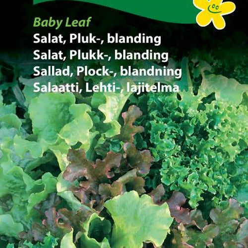 Salat, Plukksalat "Baby Leaf"