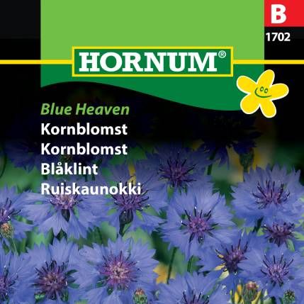 Kornblomst "Blue Heaven"