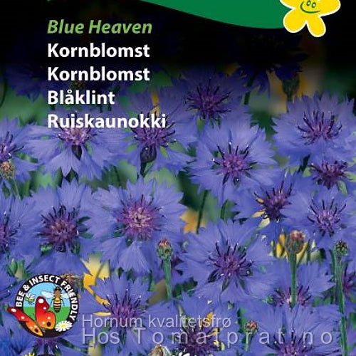 Kornblomst "Blue Heaven"