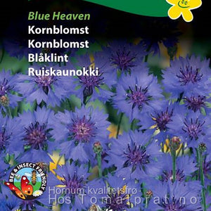 Kornblomst "Blue Heaven"