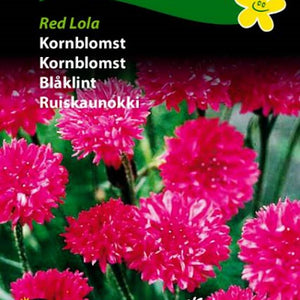 Kornblomst "Red Lola"