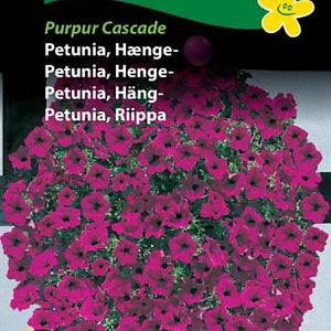 Petunia, Hengepetunia "Purpur Cascade"