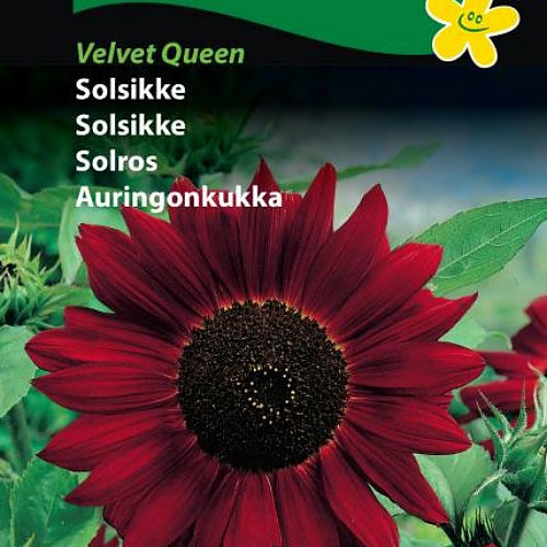 Solsikke "Velvet Queen"