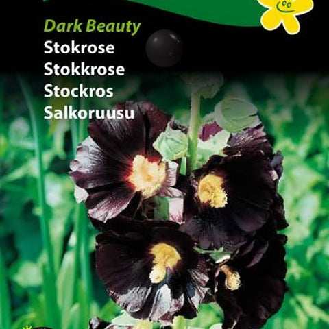 Stokkrose "Dark Beauty