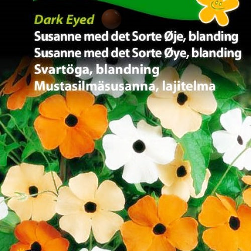 Thunbergia, "Susanne med det Sorte Øye" Fargeblanding