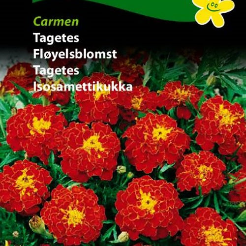 Fløyelsblomst "Carmen"