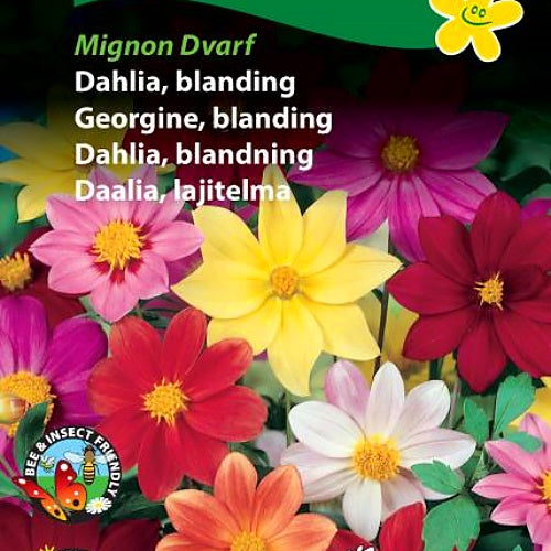 Dahlia (Georgine) Fargemix "Mignon Dwarf"