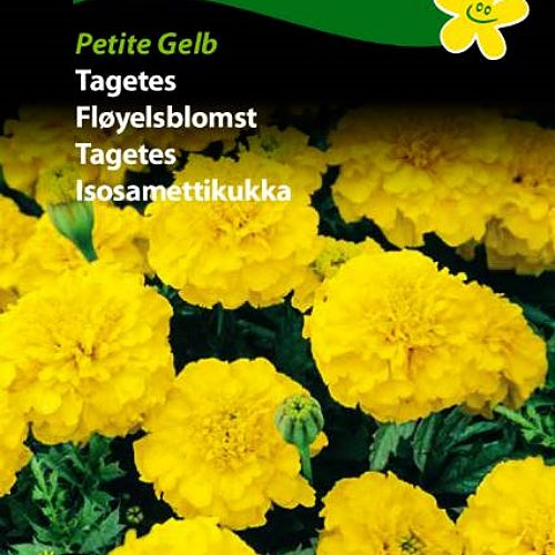 Fløyelsblomst "Petite Gelb"