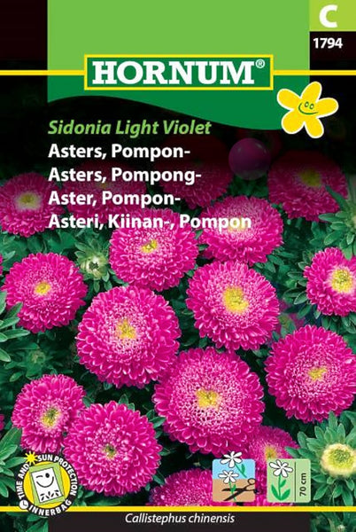 Asters, Ponpon-asters "Sidonia Light Violet"