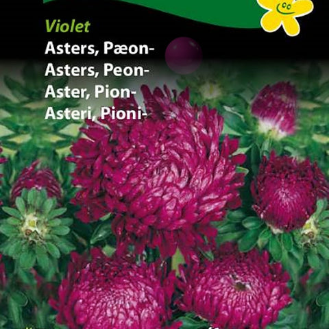 Asters, Peonasters "Violet"