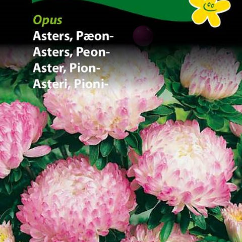 Asters, Peonasters "Opus"