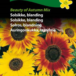 Solsikke "Beauty of Autumn" mix