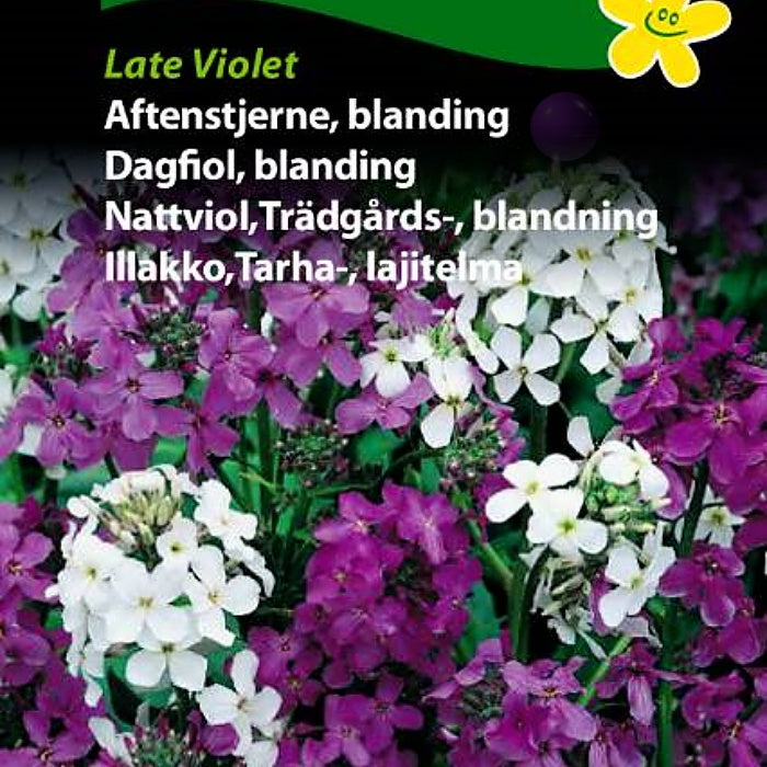 Dagfiol, blanding "Late Violet"