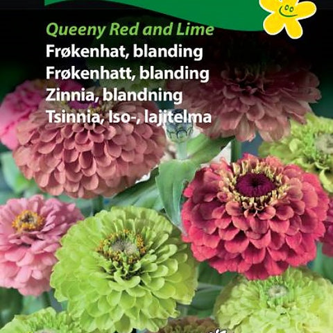 Sinnia  " Queeny Red & Lime"
