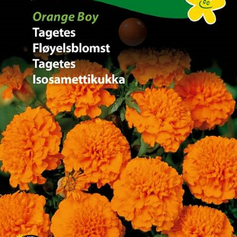 Fløyelsblomst "Orange Boy"