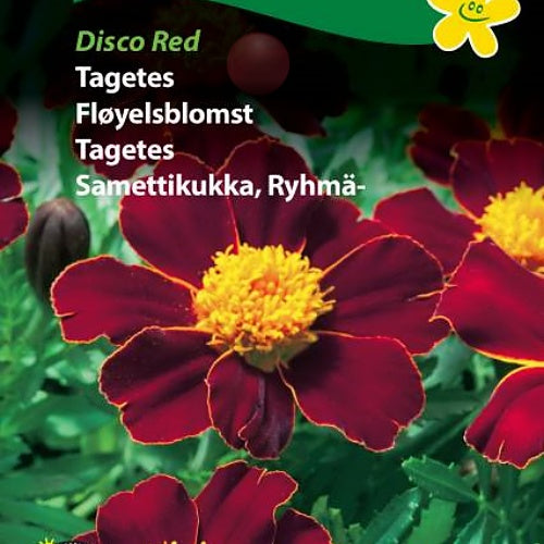 Fløyelsblomst "Disco Red"