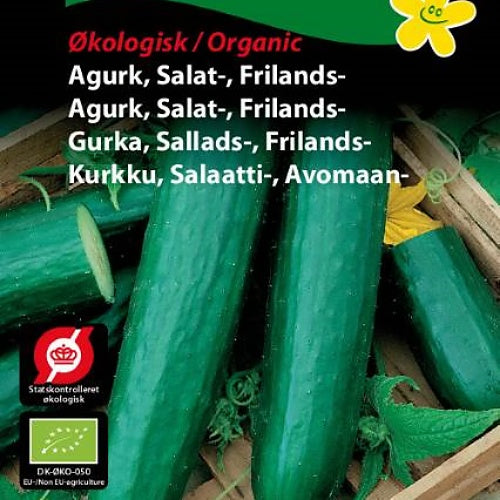 Agurk, Salat, Friland  "Sonja"  ØKOLOGISK