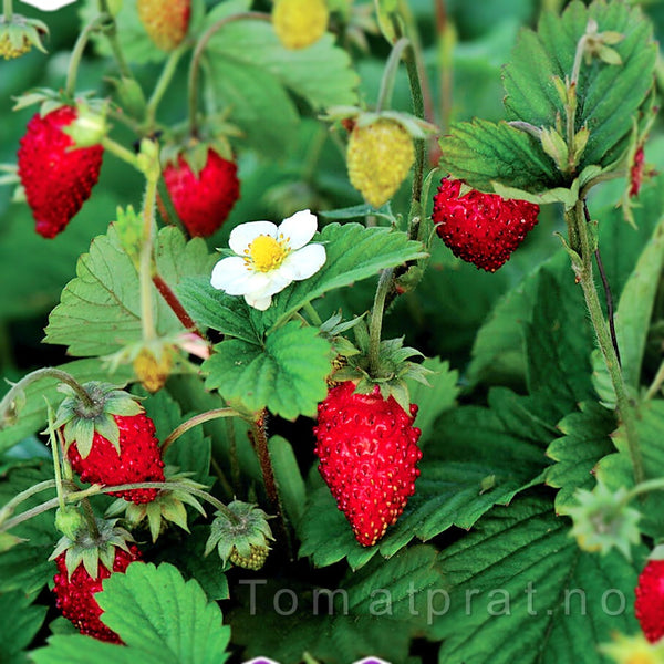 Jordbær, månedsjordbær "Rügen"