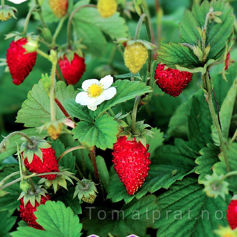 Jordbær, månedsjordbær "Rügen"