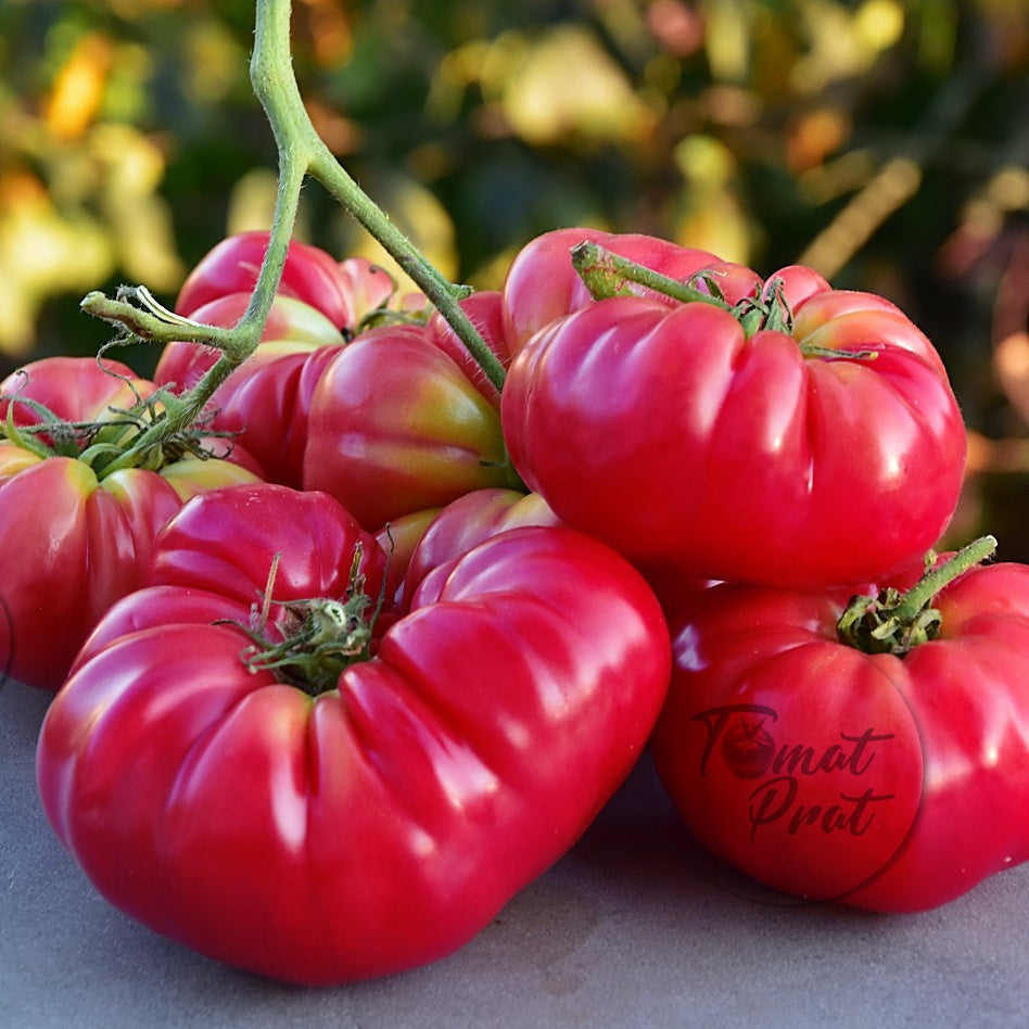 Pomidory Malinowe