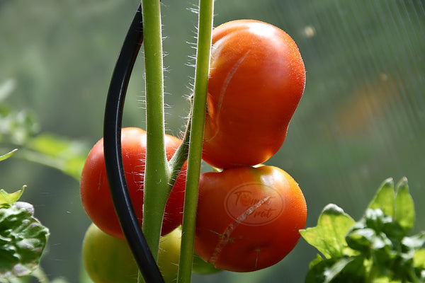 Stick (Pinne tomat)
