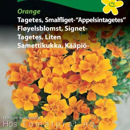 Fløyelsblomst "Appelsintagetes" Orange