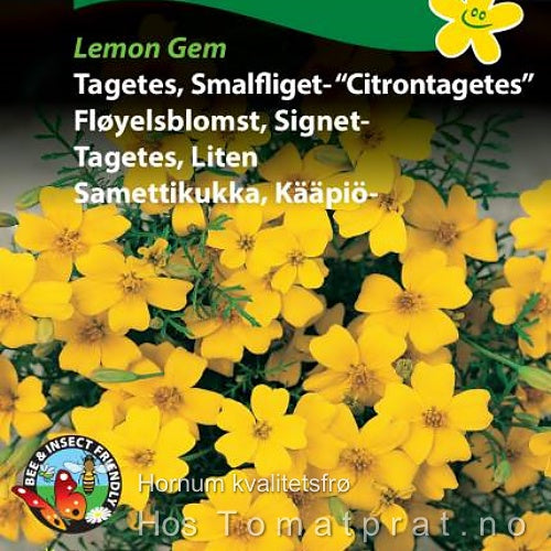 Fløyelsblomst, Sitrontagetes "Lemon Gem"